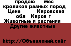 продаю 3-4 мес кроликов разных пород › Цена ­ 700 - Кировская обл., Киров г. Животные и растения » Другие животные   